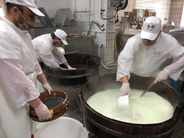 Cheesemakers working curd in copper vats