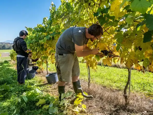 Two people picking grapes in a vineyard