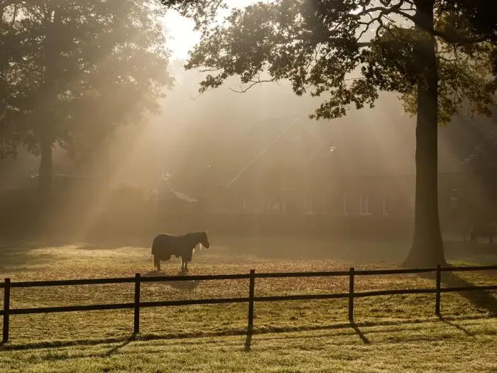A horse in a misty field at first light