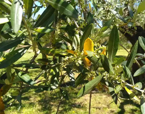 Fiano Romano