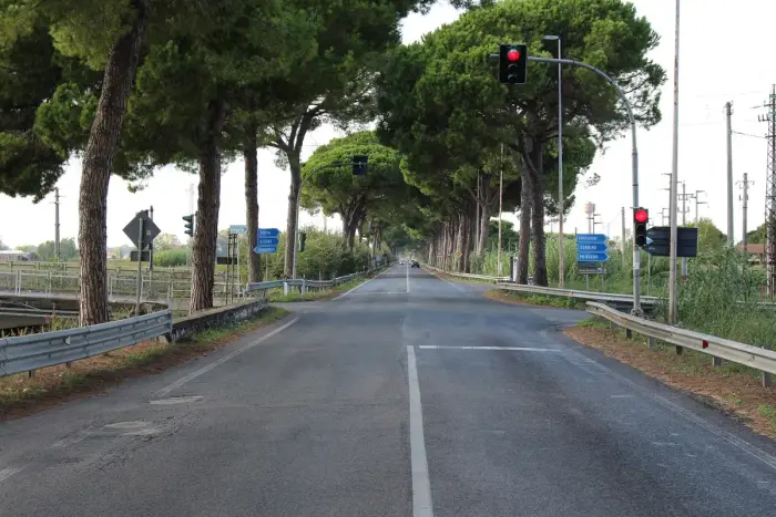 Pontinia