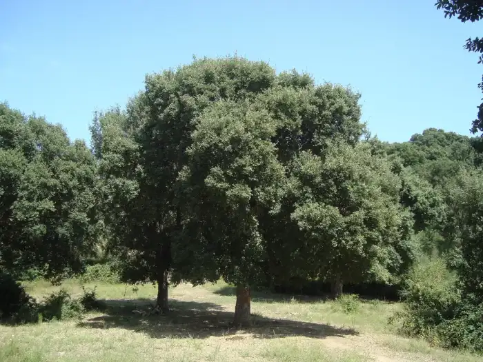 San Polo Dei Cavalieri