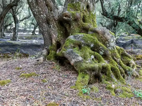 Ancient olive trees on terraced ground
