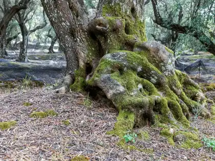 Ancient olive trees on terraced ground