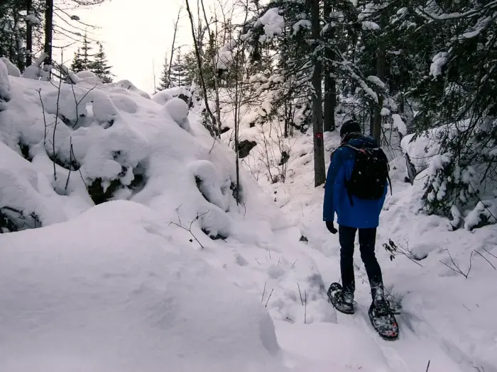 A walker in snowshoes on a white forest path