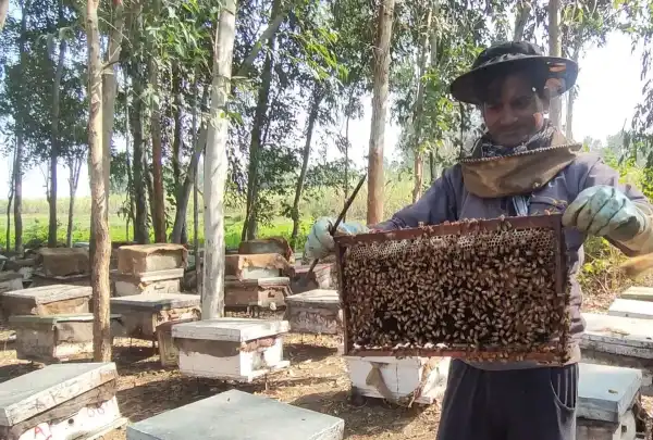 A beekeeper holding up a hive frame covered with bees