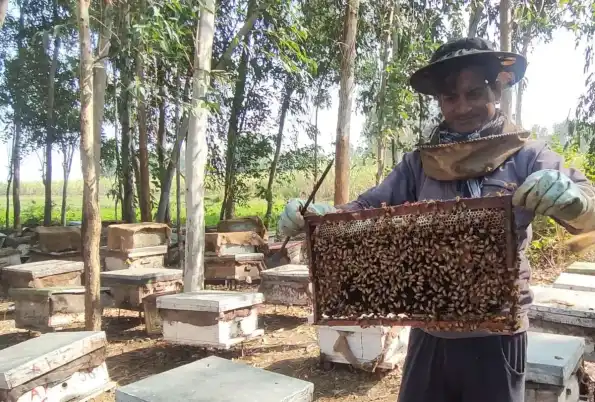 A beekeeper holding up a hive frame covered with bees