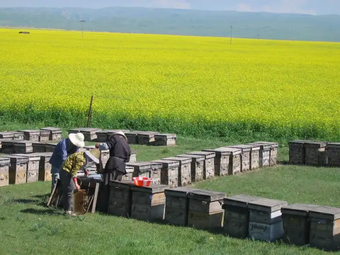 Beekeepers working hives at the edge of a flowering field