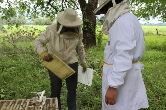 Beekeepers in veils working a hive frame