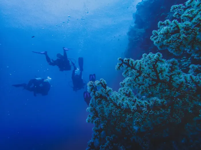 Scuba divers swimming along a coral wall in deep blue water