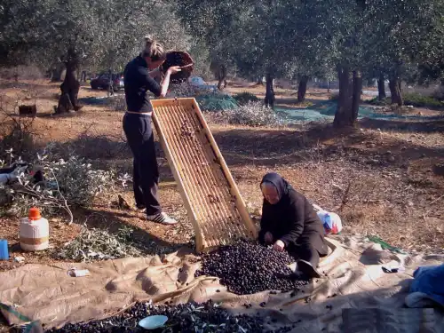 Olives being sorted on a screen under the trees