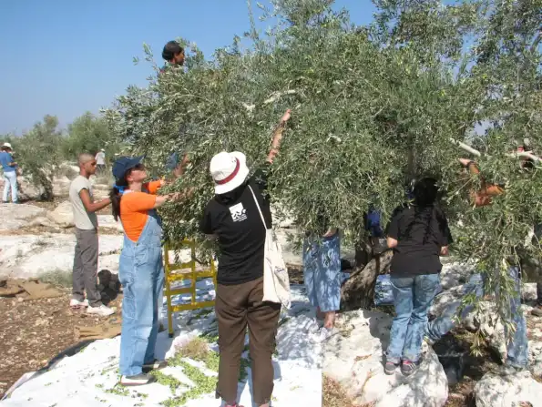 Pickers stripping olives onto nets spread under the tree