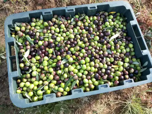 A crate of freshly picked olives