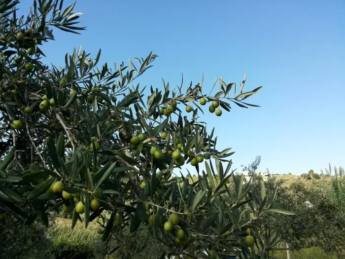 Olives ripening on the branch