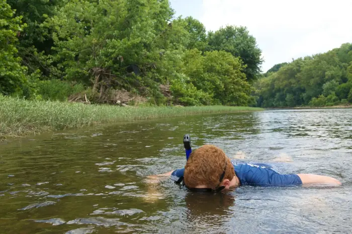 A snorkeler diving into a shallow river