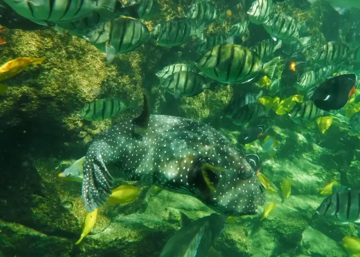 A snorkeler floating face down in clear shallow water