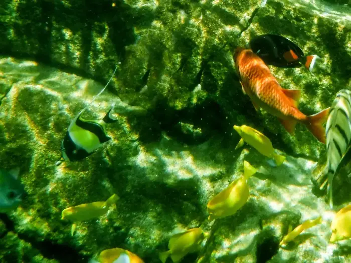 A snorkeler floating face down in clear shallow water