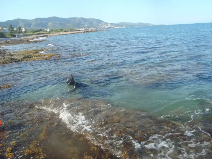 A snorkeler floating face down in clear shallow water
