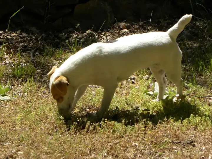 A truffle dog searching the ground in the woods