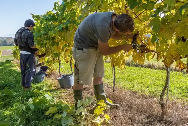 Pickers cutting bunches of grapes in a vineyard