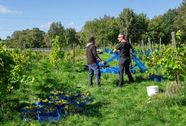 Crates of harvested grapes at the end of a vineyard row