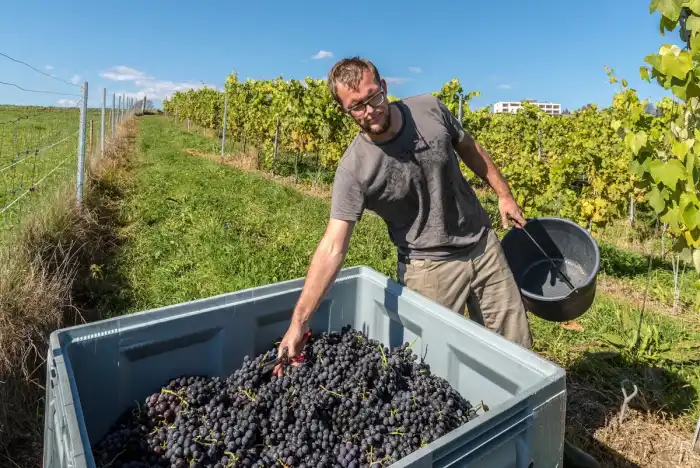 A grower tipping harvested grapes into a bin