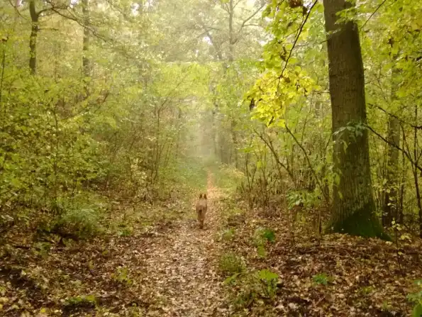 A misty autumn path through beech woods
