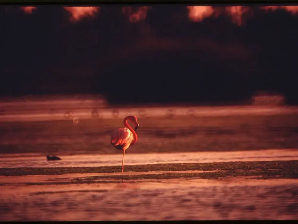 A flamingo standing in a lagoon at dusk
