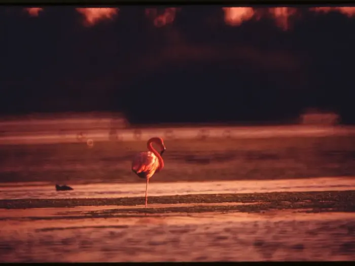 A flamingo standing in a lagoon at dusk