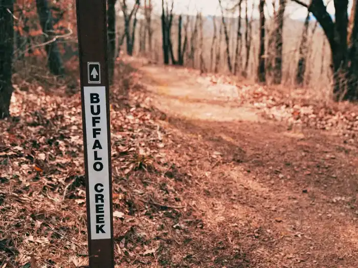 A forest track between bare trees